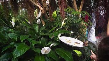 Plants And Trees In Butterfly House video