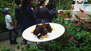 alimentando mariposas en un plato blanco video