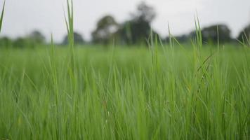 green grass with blowing wind video