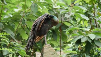 vida de pavo real en la naturaleza video