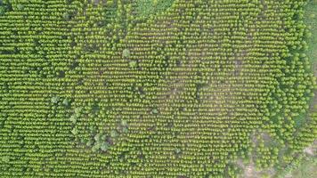 vista aérea da floresta tropical na tailândia. video