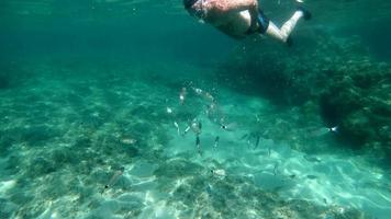 A man feeding fishes with bread underwater in the sea in Corsica in 4K video