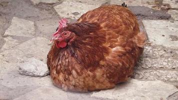 close-up de galinha vermelha no quintal video