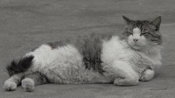 um grande gato cinza-branco está deitado na rua video