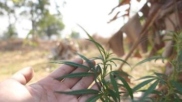 invernadero de plantas de cannabis video