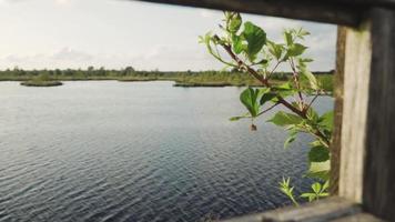 A Pond on a Sunny Day video