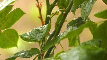 piove sulle foglie delle piante video