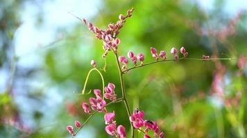 A Pink Flower and Bees video