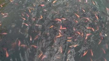 een groep kleine vissen in een viskooi video