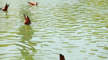 gansos egípcios flutuando no lago verde video