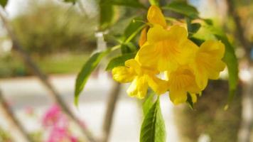 mooie gele trompetstruikbloemen video