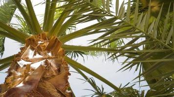 vista de abajo hacia arriba de una hermosa palmera video