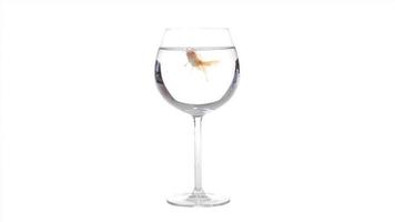 poisson rouge dans un verre à vin video