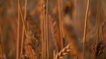 Wheat close up video