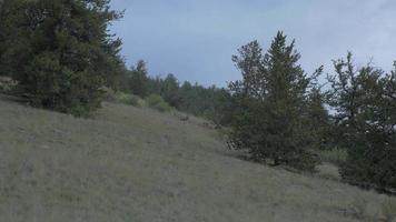 herten grazen in een weiland aan de kant van de rocky mountains 4k video