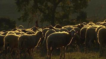 un troupeau de moutons