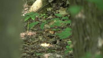 Video von Chipmunk im Wald bewegt sich auf dem Boden 4k