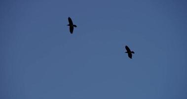 Clip de siluetas de pájaros volando con fondo de cielo azul en 4k video
