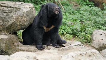 vida de la vida silvestre oso negro asiático en el bosque