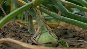 Onion plant in the garden video