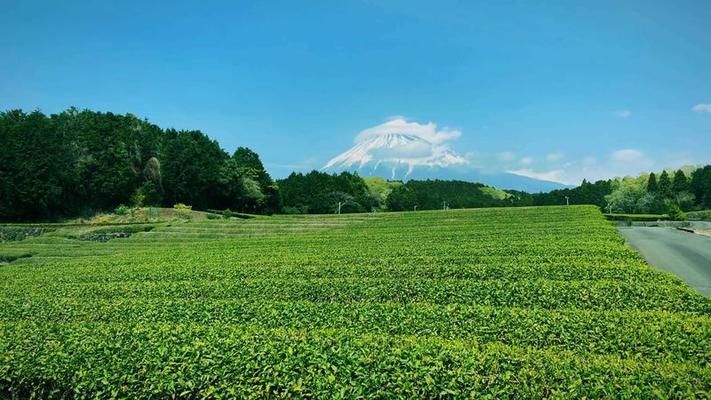 茶葉影片