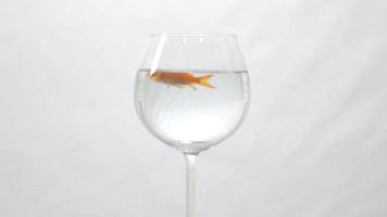 peixinho dourado nadando em taça de vinho 4k video