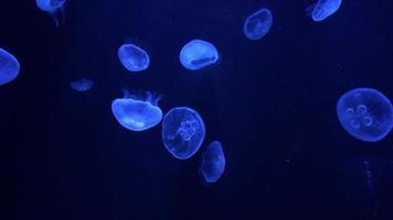 medusas nadando 4k