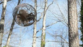 Scène rustique - globe en fil suspendu à un arbre dans le pays video