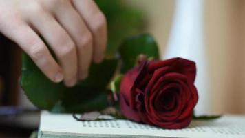 close up picking up a red rose from table with book and candles video