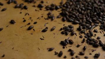 Rotating shot of barley and other beer brewing ingredients - BEER BREWING 152 video