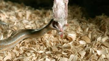 serpiente en cámara ultra lenta (1,500 fps) - serpientes fantasma 011 video