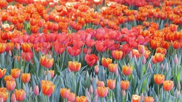 Tulip flower in field at winter or spring day. video