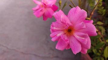 blommor av rosa ros i sommarträdgården. indisk ros i blåsig trädgårdscloseup. video