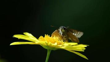 eine Motte mit braunen Flügeln, die auf einer gelben sauberen Spitzenblume ruht video
