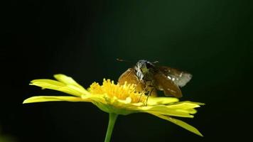 Una polilla con alas marrones descansando sobre una flor amarilla de punta ordenada video