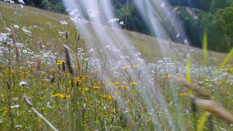 walking-through-flowers-in-a-