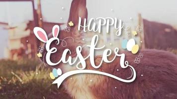 coniglietto di Pasqua bianco con le uova di Pasqua seduto sull'erba video