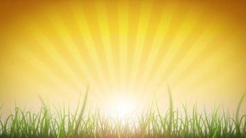 Grass Leaves On Beautiful Sky Background Loop video