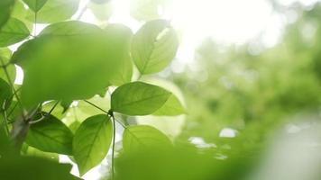 le vent balance les branches des arbres. video