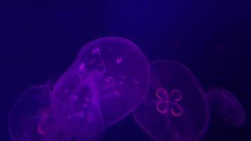 medusas de neón púrpura nadando 4k video
