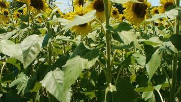 Close up to wide shot of glorious sunflowers video