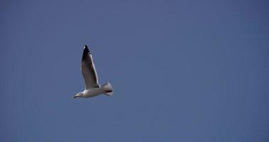 Close up of a white seagull flying with blue sky on background in 4K video