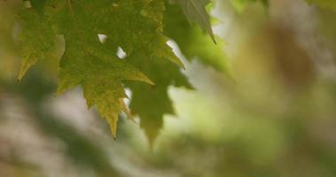 Extreme close up of few leaves moved by the wind with defocused branches in background in 4K video