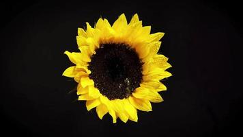 Sunflower In Darkness video