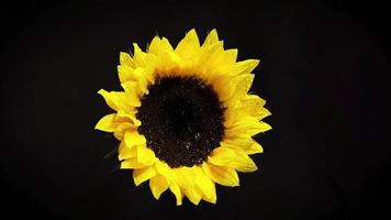 Sunflower With Drops In Darkness video
