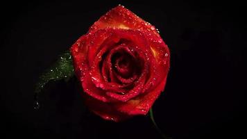 Red Rose In Darkness video