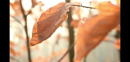 foglie marroni foglia d'autunno con sfondo sfocato video