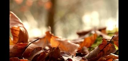 bruine bladeren herfstblad met onscherpe achtergrond video