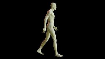 A Computer Generated Man Walking video