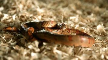 serpiente en cámara ultra lenta (1,500 fps) - serpientes fantasma 008 video